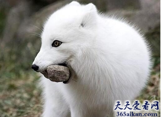 北极狐.jpg