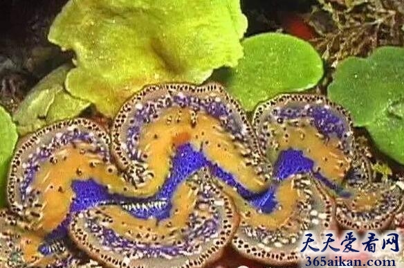 巨蛤1.jpg