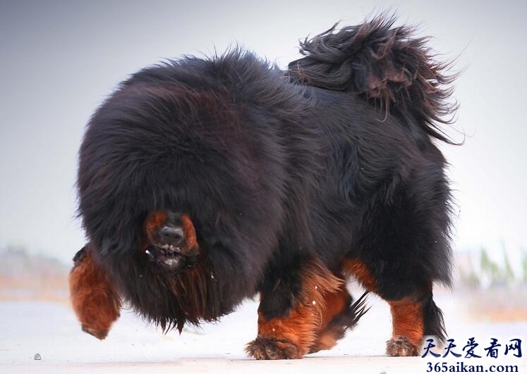 藏獒.jpg