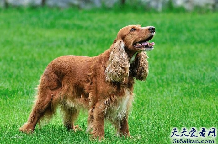 美国可卡犬.jpg