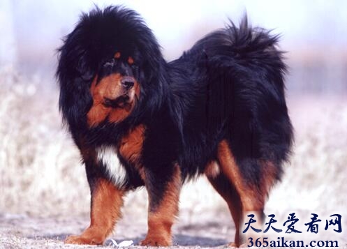 藏獒.jpg