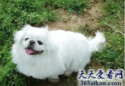北京犬.jpg