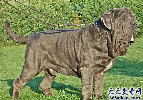 纽波利顿犬.jpg