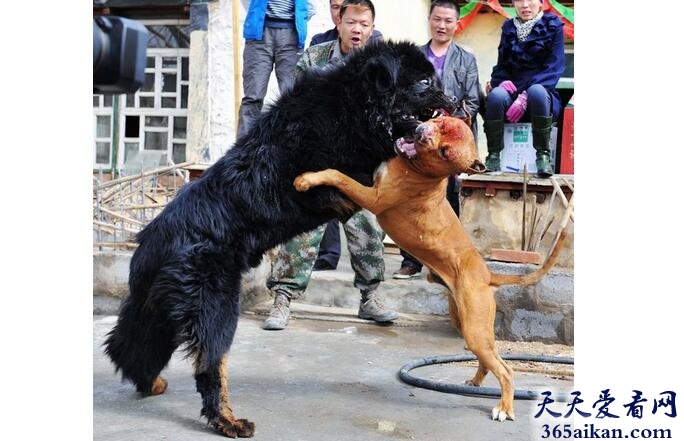 美国比特犬战藏獒.jpg
