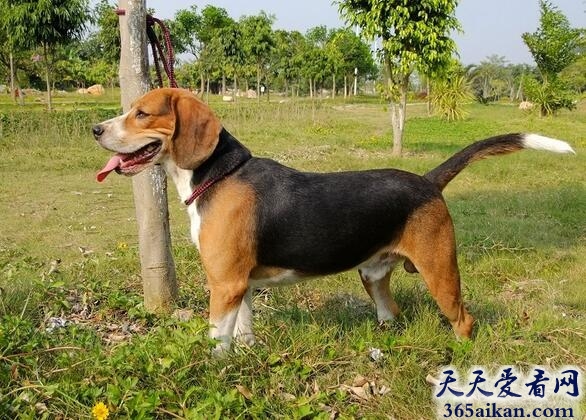 比格猎兔犬.jpg