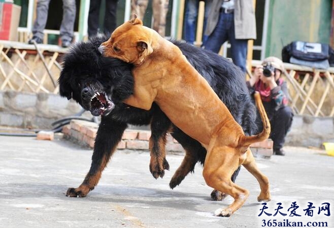 美国比特犬1.jpg