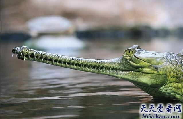 恒河鳄.jpg