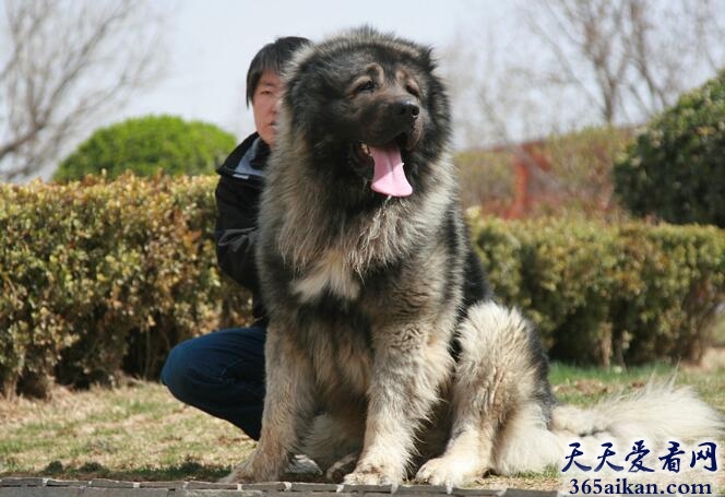 高加索犬.jpg