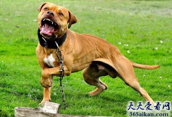 美国比特犬.jpg