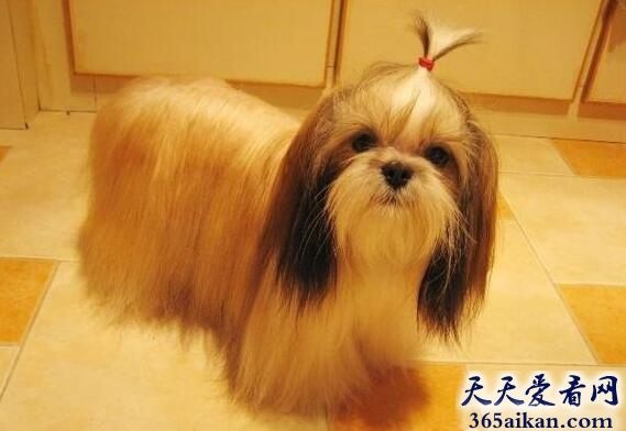 西施犬.jpg