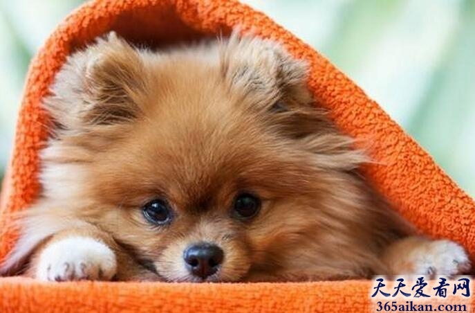 茶杯波美拉尼亚.jpg