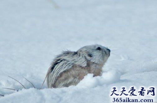 旅鼠1.jpg