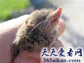 世界上最小的哺乳动物是什么？身长只有5厘米