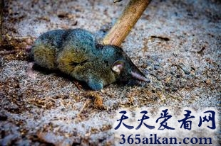 世界上最小的哺乳动物是什么？身长只有5厘米