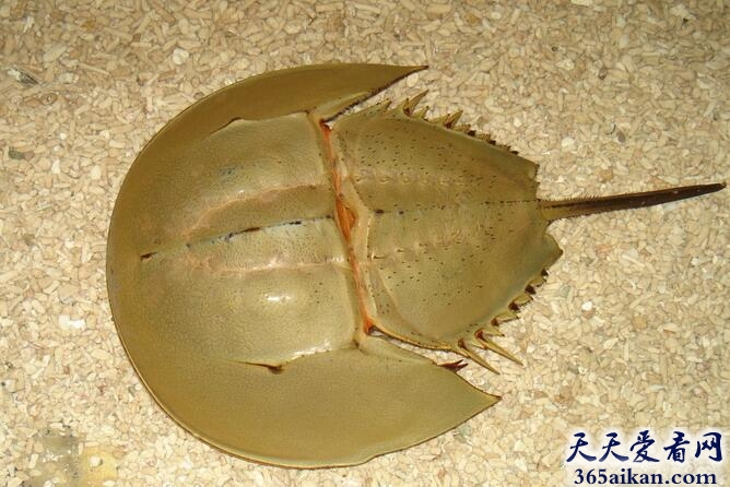 中国鲎.jpg