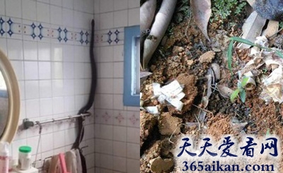 为了生存下去，巨蛇伪装成莲蓬头