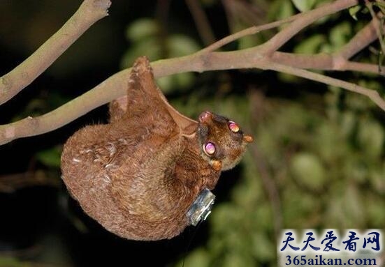 鼯猴1.jpg