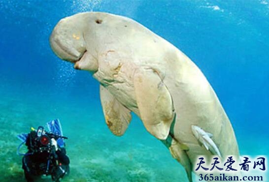 揭秘：传说中最美丽的海洋生物——儒艮