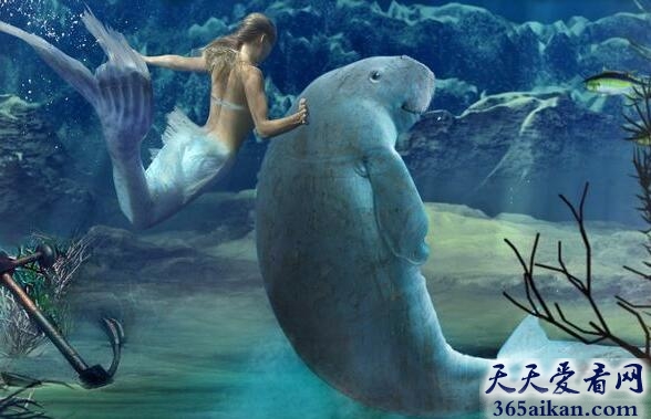 儒艮1.jpg
