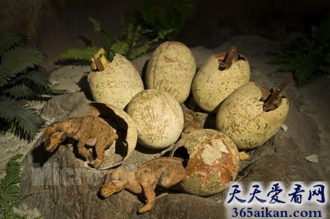 地球曾经的霸主，恐龙蛋化石能够孵化出恐龙吗？