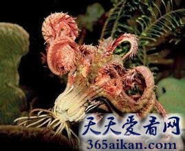 世界上最恐怖的动物海百合