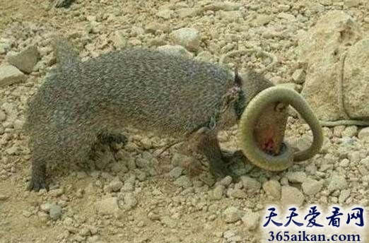 相生相克的动物世界，蛇得天敌獴