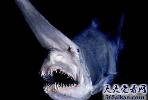 欧氏尖吻鲛1.jpg