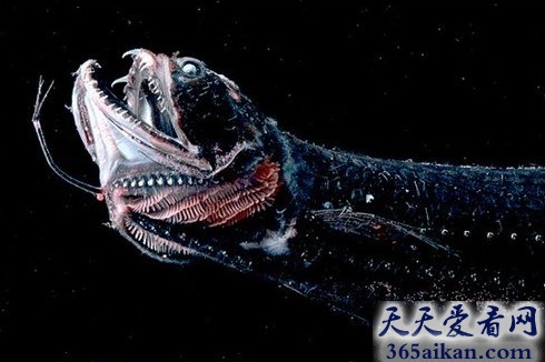 盘点全球那些古灵精怪的动物有哪些？长相奇特刷新你的生物观！