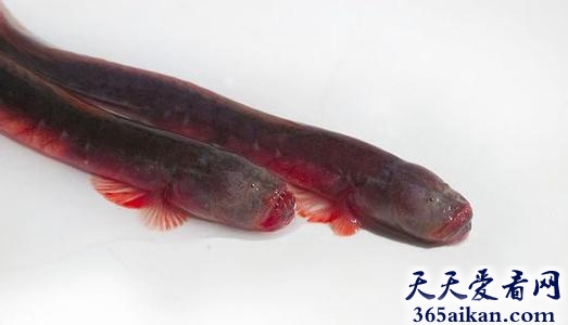 探索世界上长得像外星生物的怪鱼