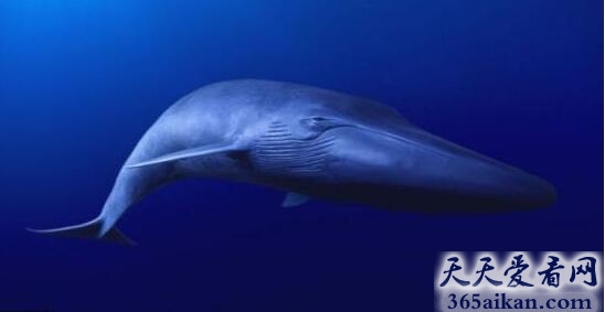 可怜！世界上最孤独的鲸：52赫兹