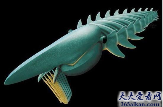 世界上最凶残的海洋生物：矛齿鲸
