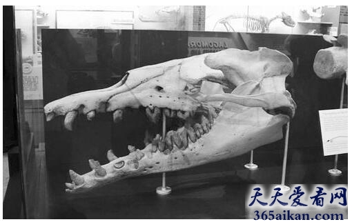 矛齿鲸.jpg