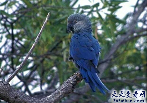 斯比克斯鹦鹉.jpg