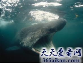 世界上第二大的鱼类，失踪50年的姥鲨再现大海！