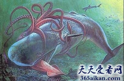 海洋中霸主的战斗，抹香鲸VS大王乌贼谁更牛！