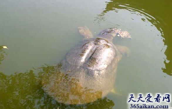 渔民抓获千年神龟，喜闻乐见，媒体跟风报道