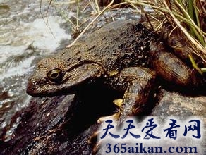 世界上最大的青蛙，喀麦隆巨蛙身长1米多？