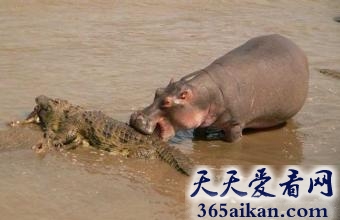 揭秘顶级凶兽鳄鱼为什么不吃河马？难道鳄鱼害怕河马吗？