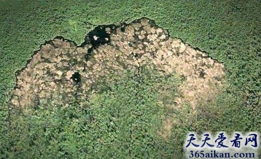动物界最聪明的建筑高手，河狸用数千棵树建850米堤坝