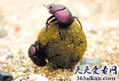 世界上最脏的动物，屎壳郎舍我其谁！