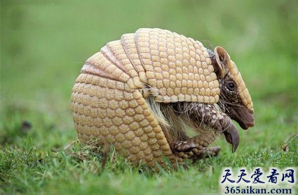 犰狳怎么读，科普南非犰狳是怎么样的？