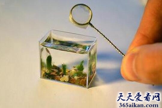 世界上最小的脊椎动物：斯托特微型鱼，体长仅7毫米！