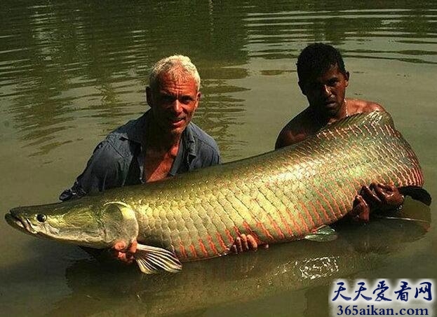 揭秘：世界上最大的哲罗鲑，体重可达90公斤！