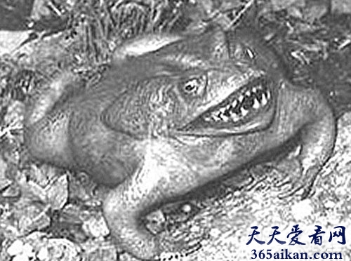 探索血腥残暴食人蛙是怎么样的？青蛙急了也是会咬人的！