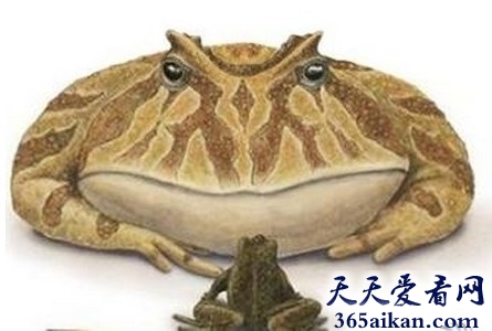 探索血腥残暴食人蛙是怎么样的？青蛙急了也是会咬人的！