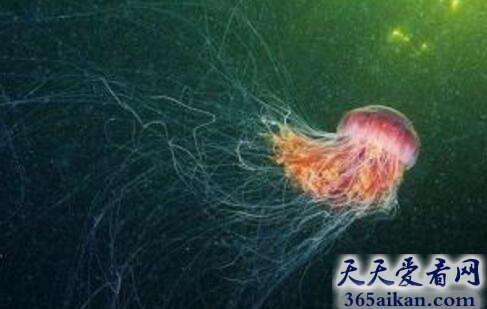 世界上最长的水母，北极霞水母介绍