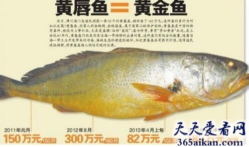 金钱鳘2.jpg