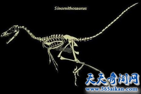 中国鸟龙2.jpg