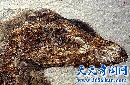 中国鸟龙3.jpg