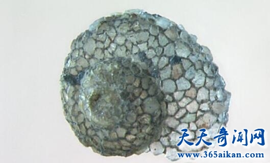 细数昆虫界十大奇葩是哪些？生活习性堪比外星怪兽！